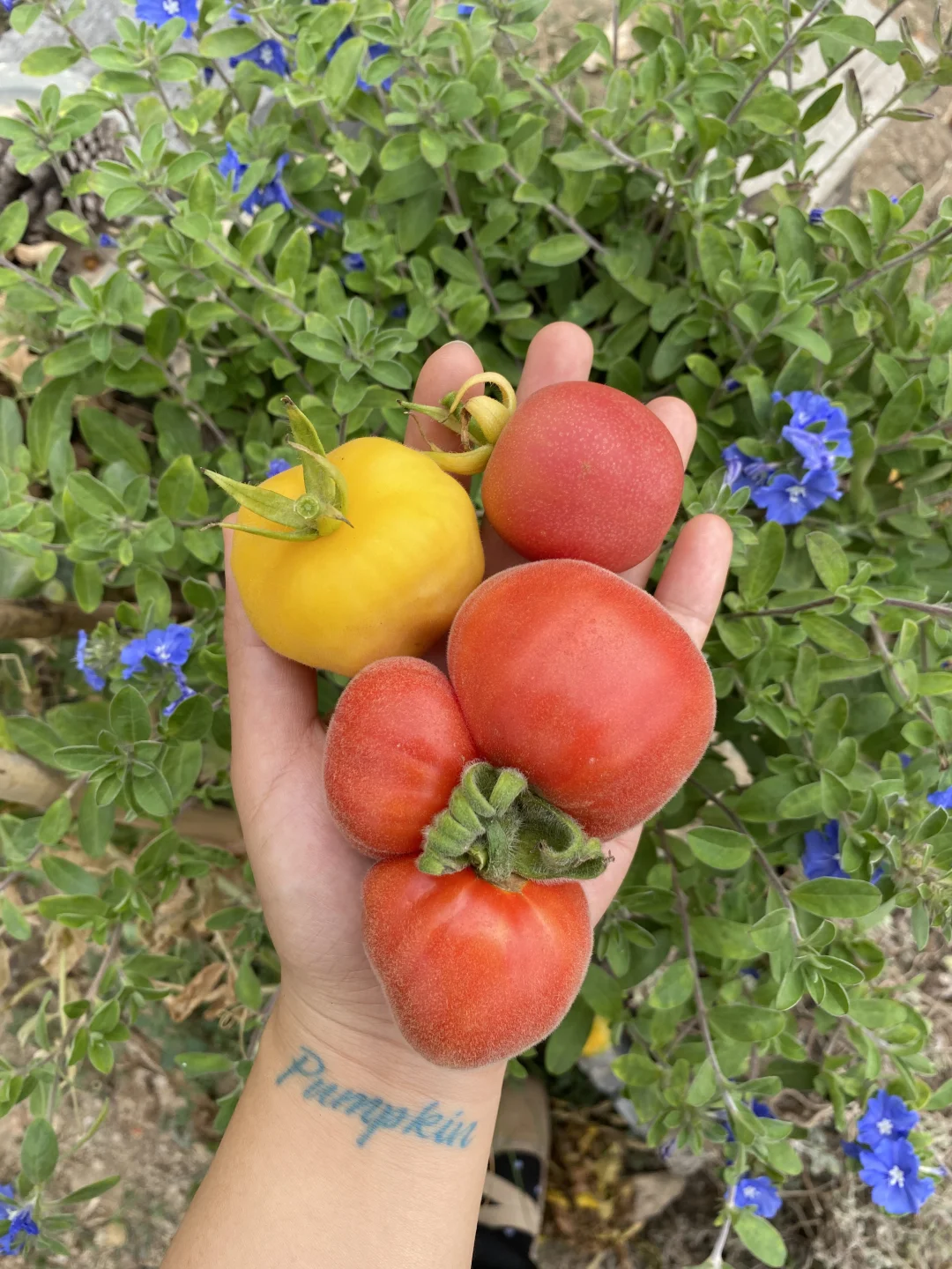 毛茸茸的番茄🍅～