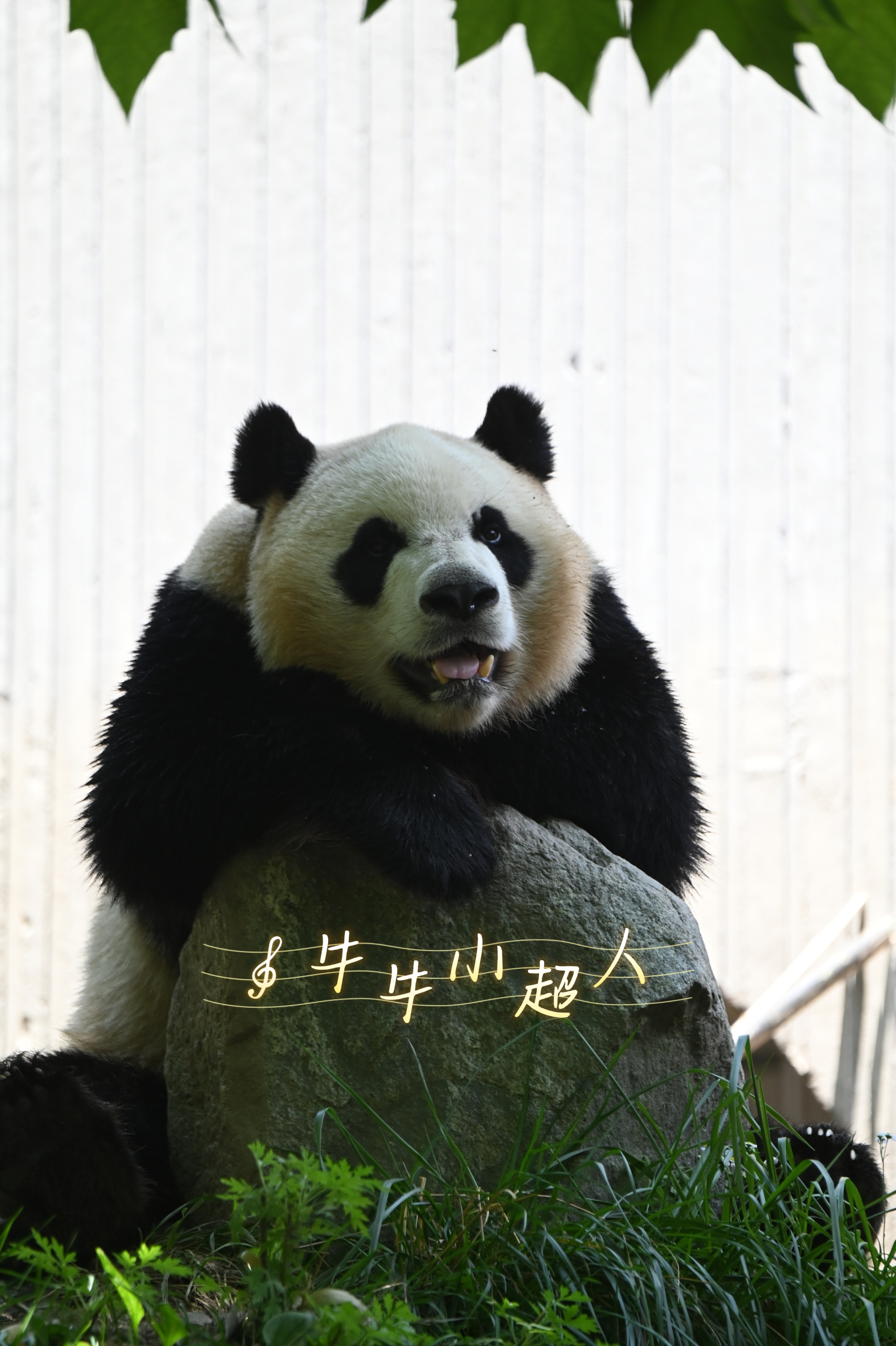 大熊猫秀阳[超话] 水大宝生日快乐呀！[蛋糕][蛋糕][蛋糕]期待下次见面[爱你