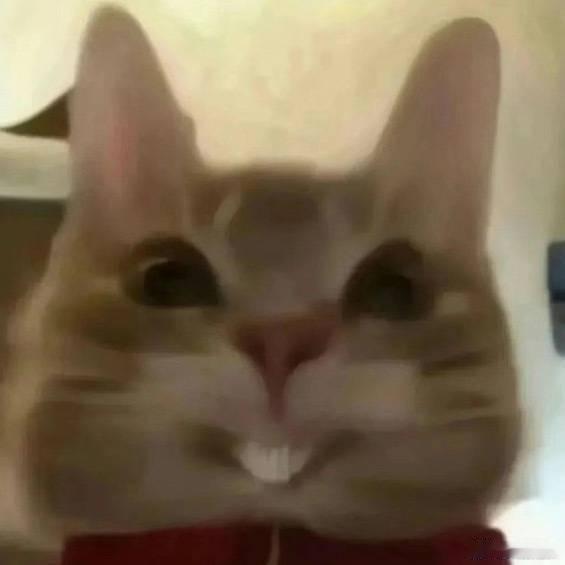 田曦薇又发了小猫表情包田曦薇到底有多少小猫表情包 谁来数数这个田曦薇到底有多少张
