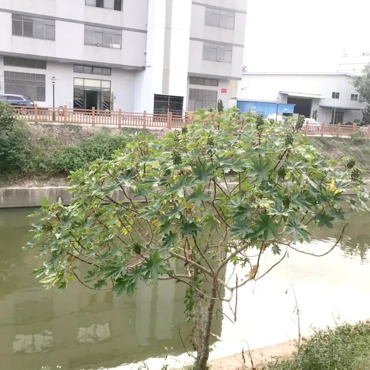 人有两件宝，
双手和大脑🧠。
双手会做工，
大脑会思考。

再读这首儿歌瞬间感