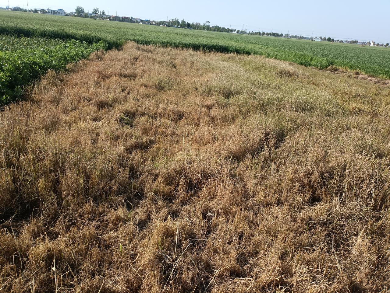 马虎的代价。
邻居前几天给小麦打药，随手就把家里的喷雾器拿了出来，把吡虫啉等农药