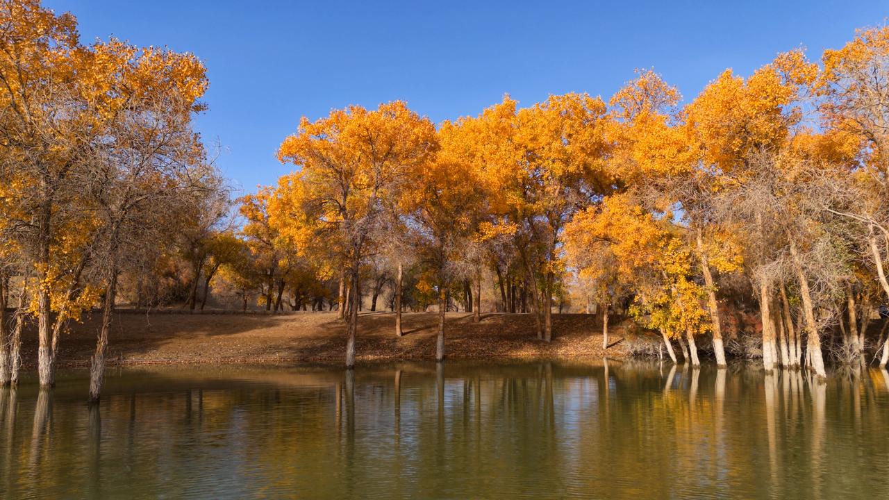 云中花朵风飞月，水中胡杨秋风景。
沙海绿洲罗布人，处处盛开胡杨花。