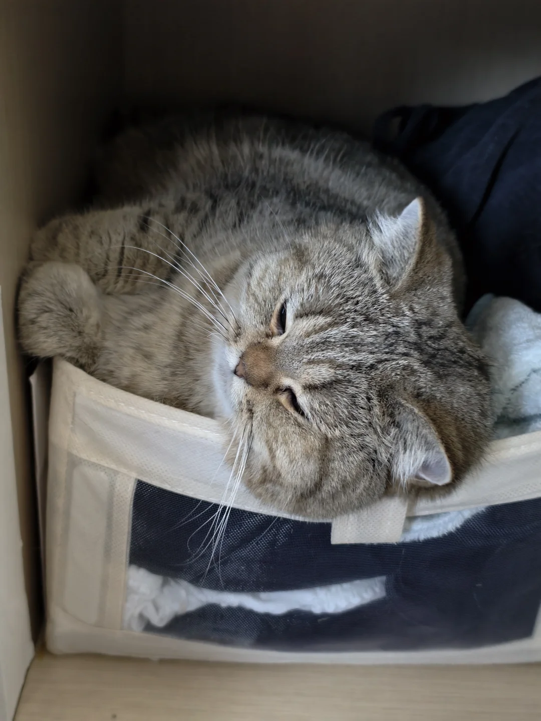 不是猫窝，胜似猫窝