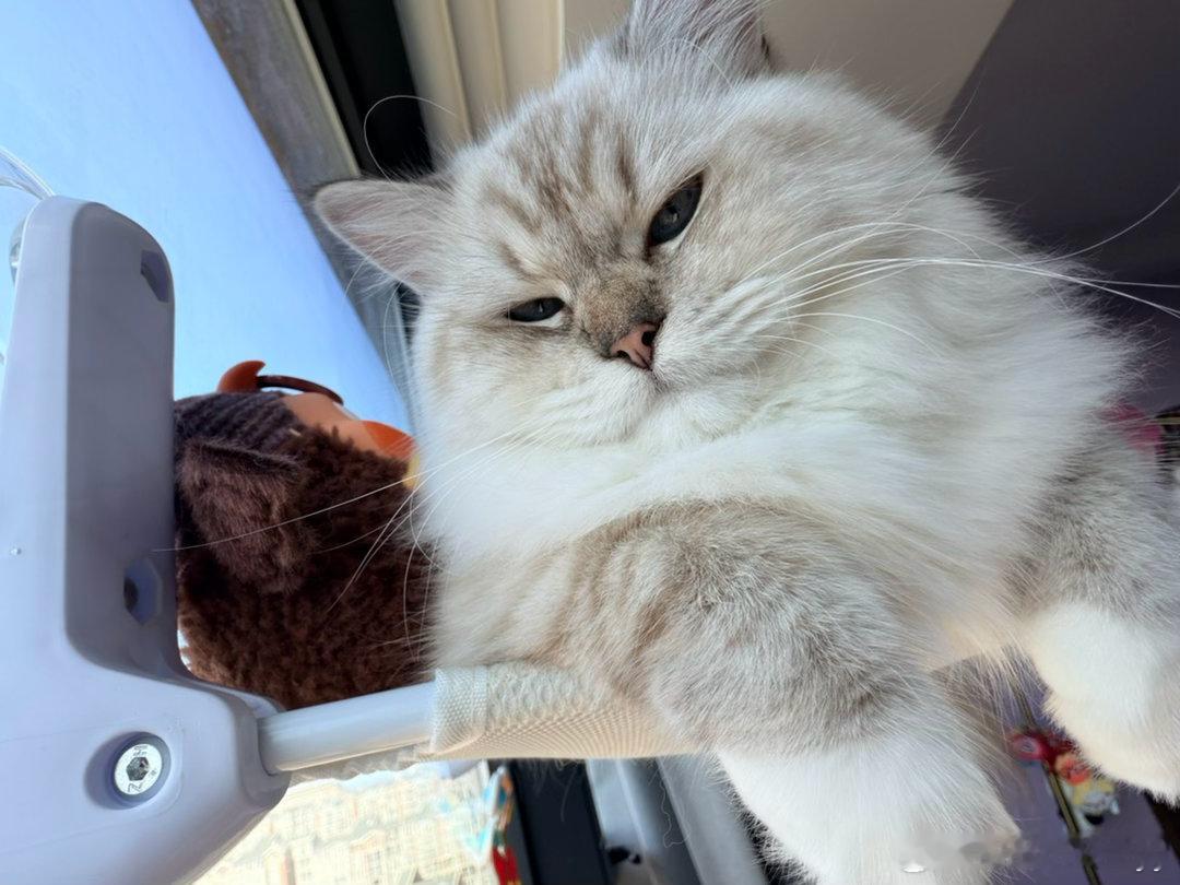 为什么毛毛这么好？因为它吃的猫粮80块一斤。什么概念就是它不吃三文鱼不吃黑虎虾，