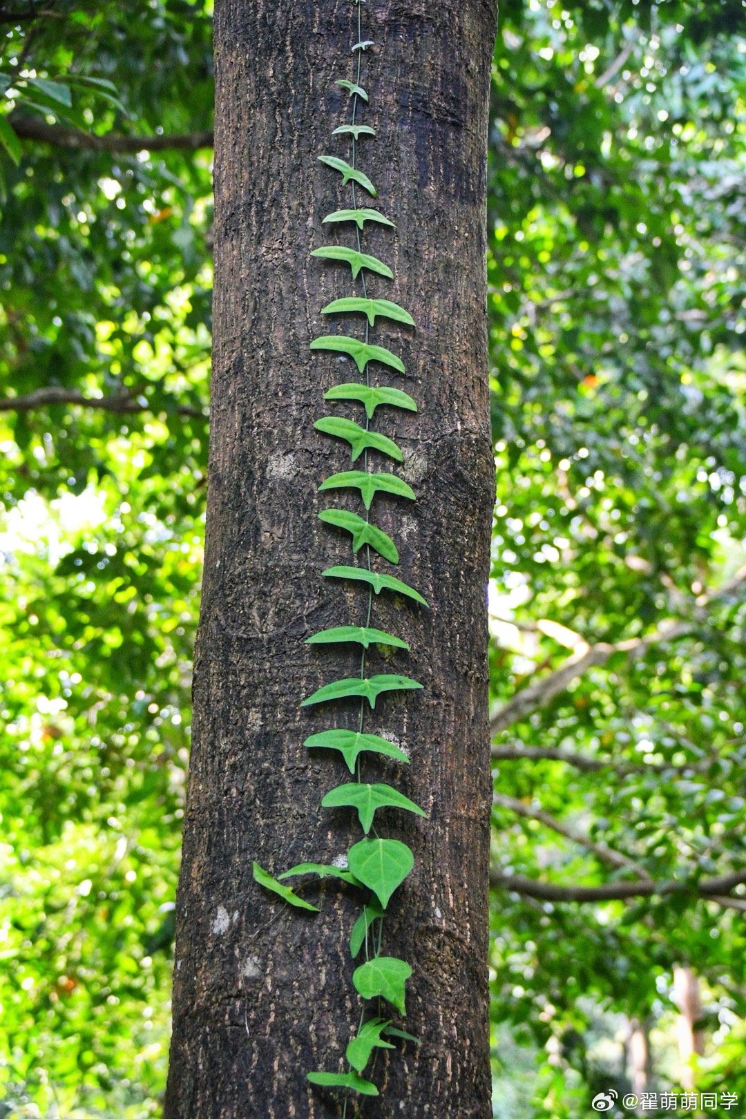 夏威夷果开壳器中文正名：心叶蒴莲，西番莲科蒴莲属拉丁名：Adenia cordi