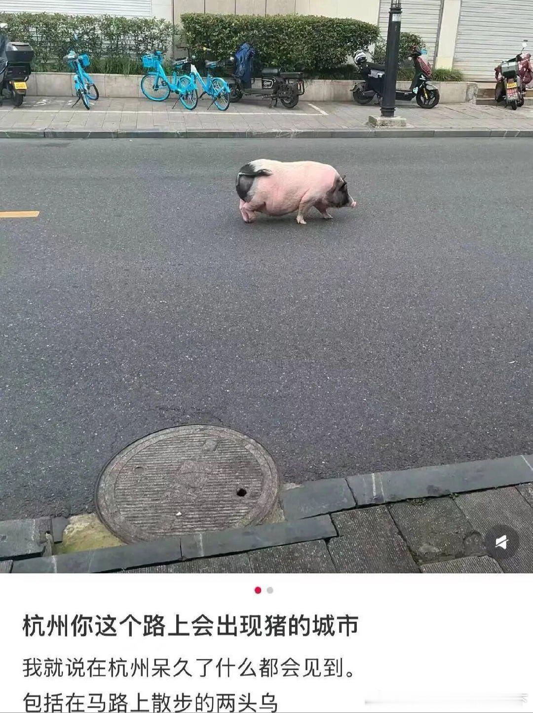 6238在杭州呆久了啥都能看到 