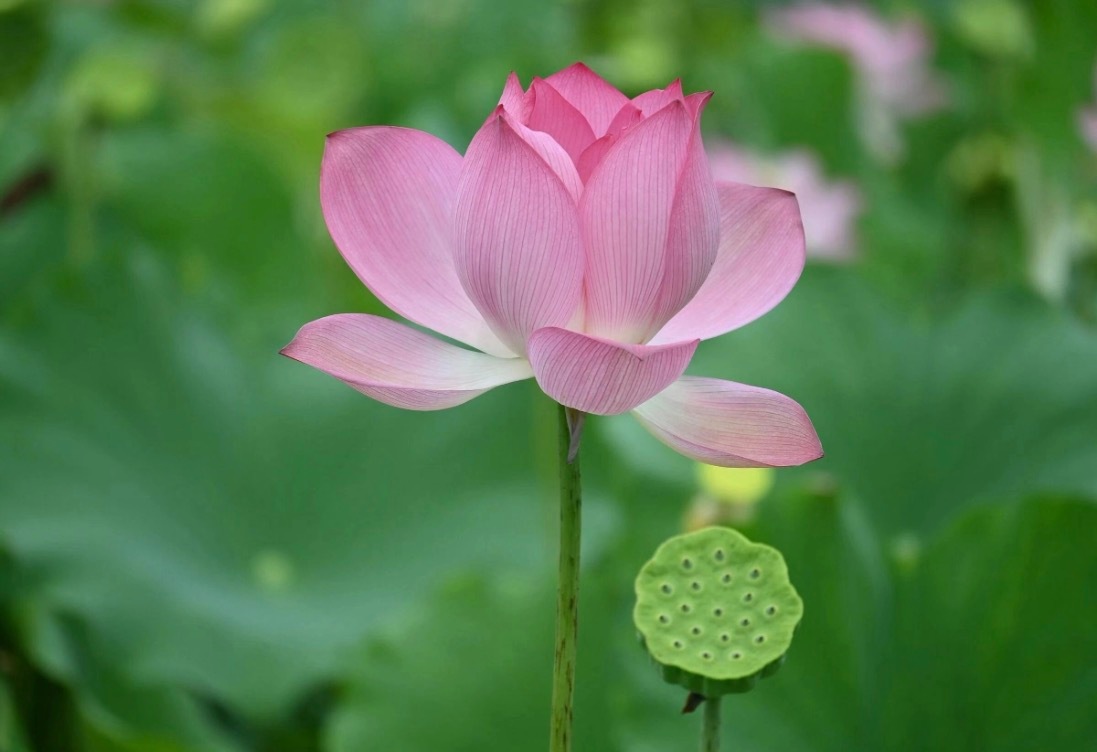 女性生理期，如果胃口不好，而且没精神，是脾虚（有可能还有点贫血），可以多吃南瓜、