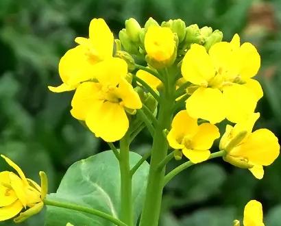 你同意牡丹作为我国国花吗花开中国