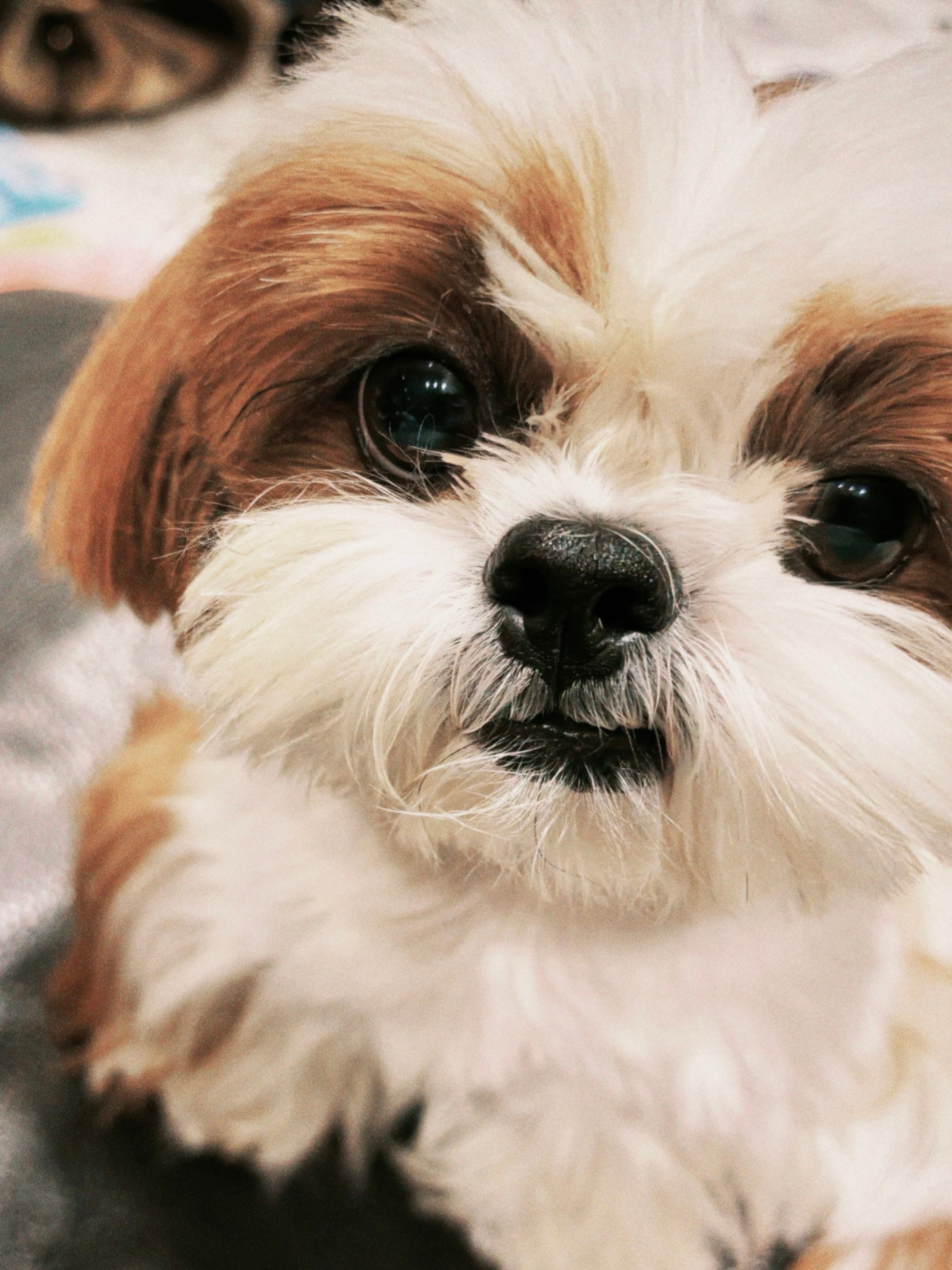 ？檀小呆啥时候长的这么眉清目秀了？ ​​​