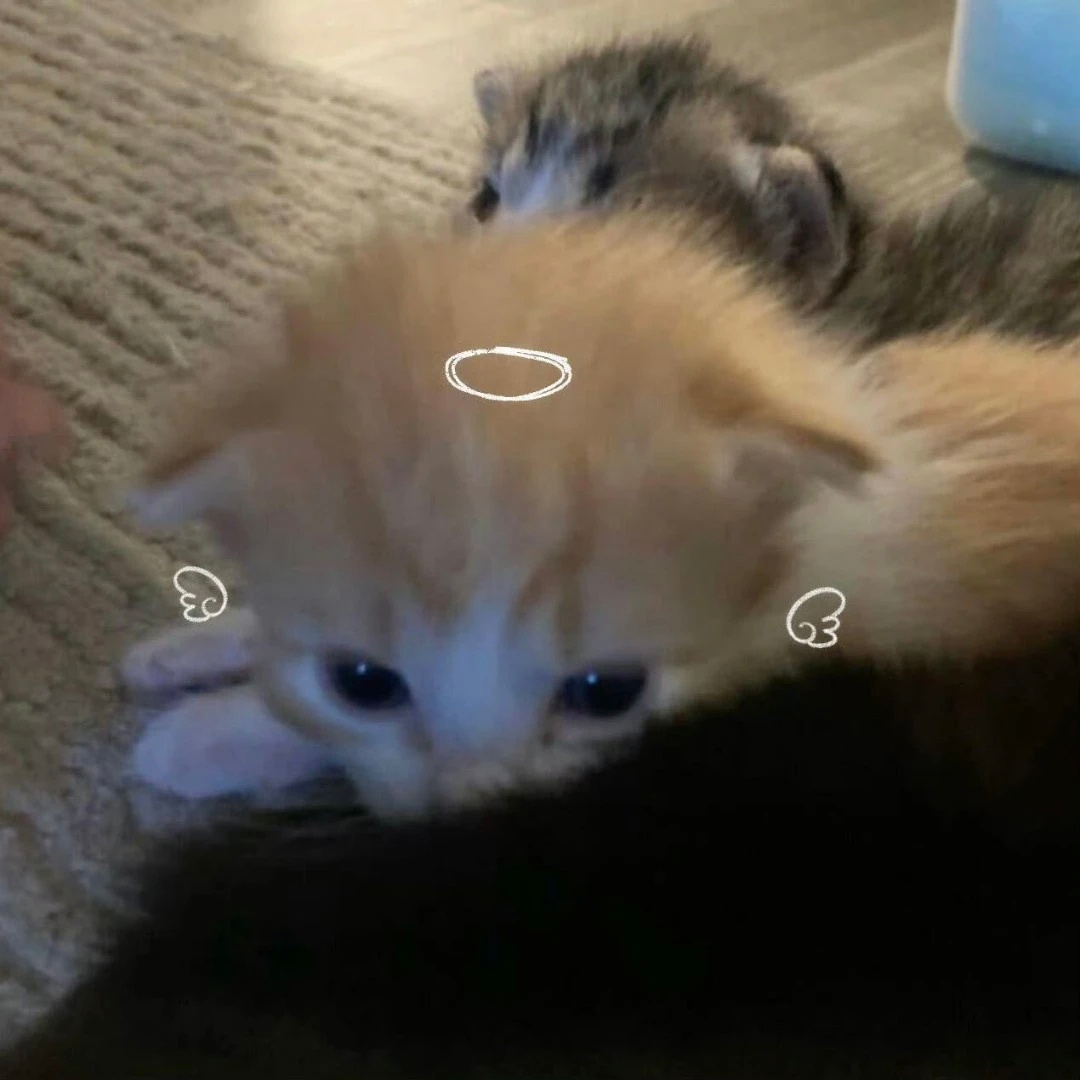 𝙒𝙚𝘾𝙝𝙖𝙩猫狗头像‖人生真是喵喵又汪汪 