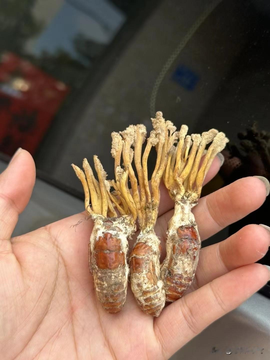 这是什么🤔，有见过的吗？能吃吗