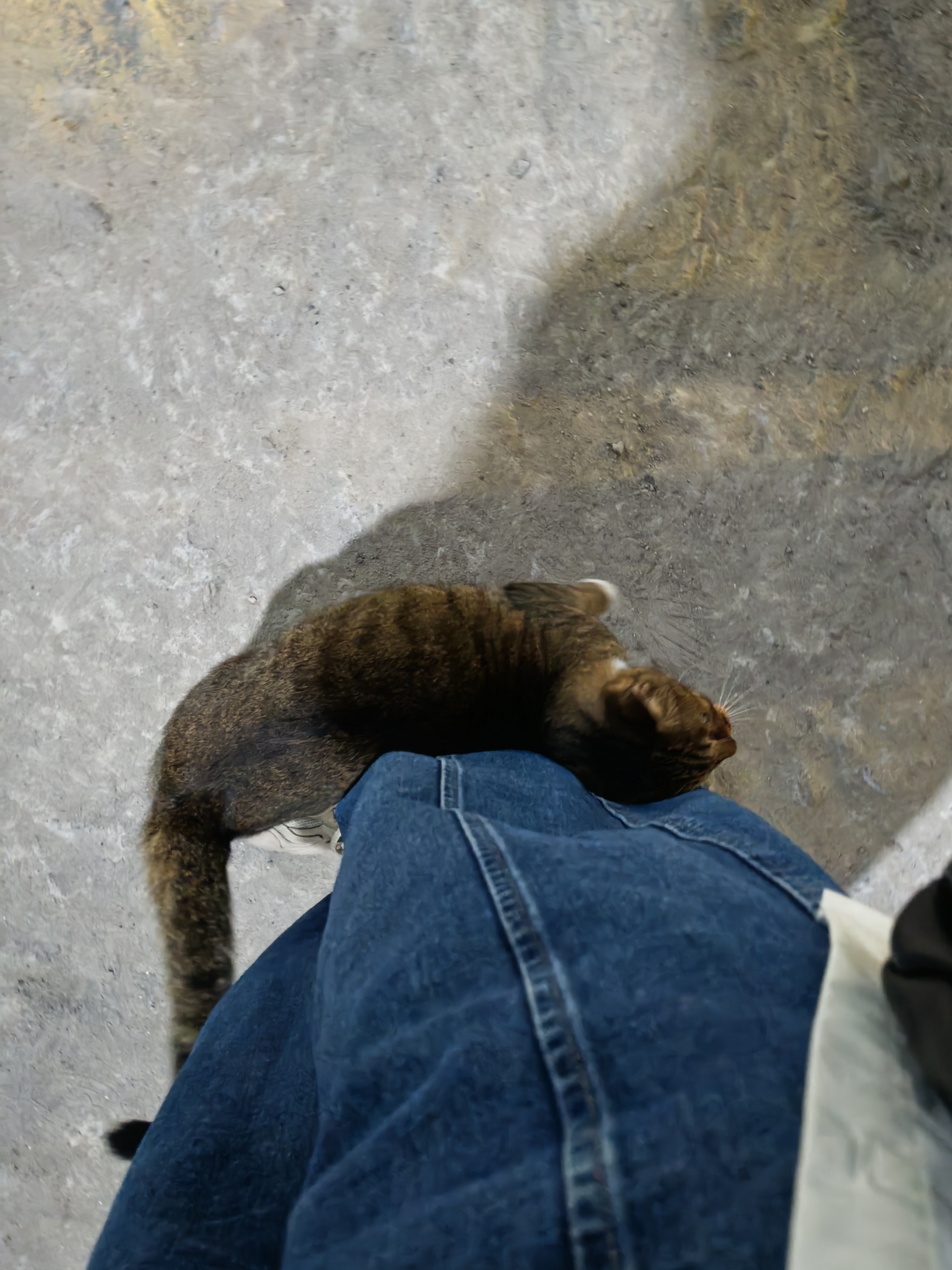 大嗓门自来熟小猫 ​​​