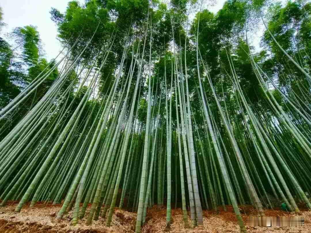 我的今日状态：😁轻松愉快
我这里的天气：☀️晴天，适合游玩看山水，景观。