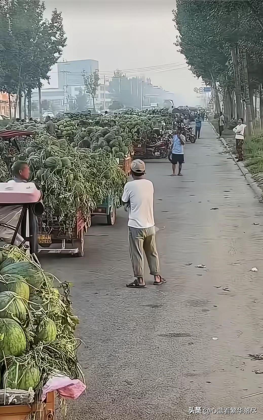 看到今年的西瓜大量滞销，有很多瓜农们甚至都在亏本，甩卖他们辛辛苦苦种出来的西瓜！