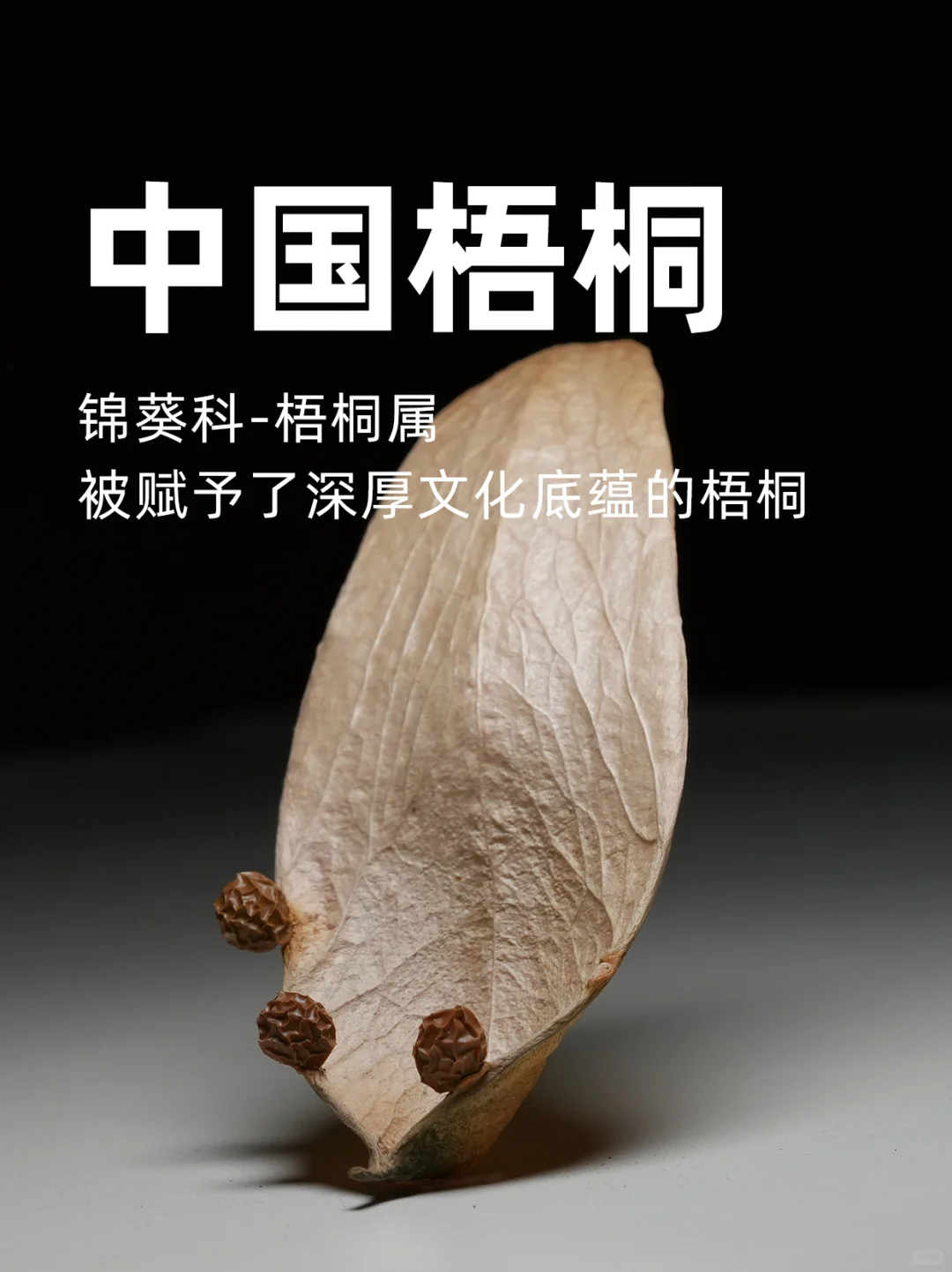 被赋予了深厚文化底蕴的树种——梧桐