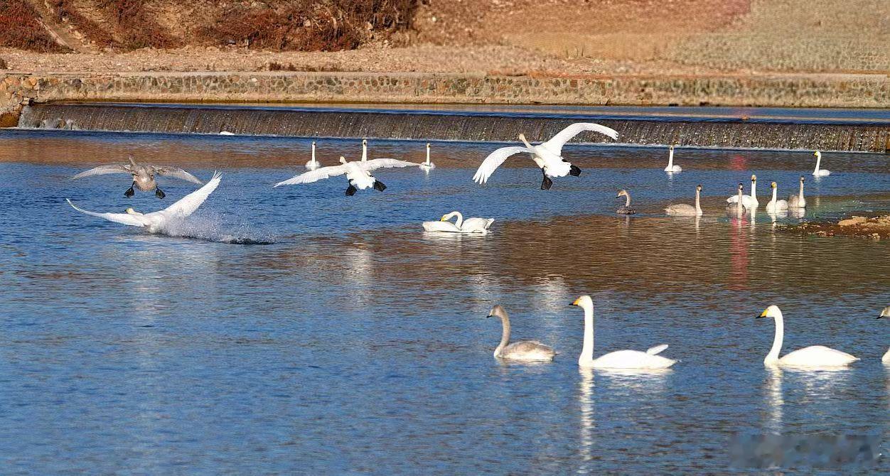 密云清水河。天鹅的乐园