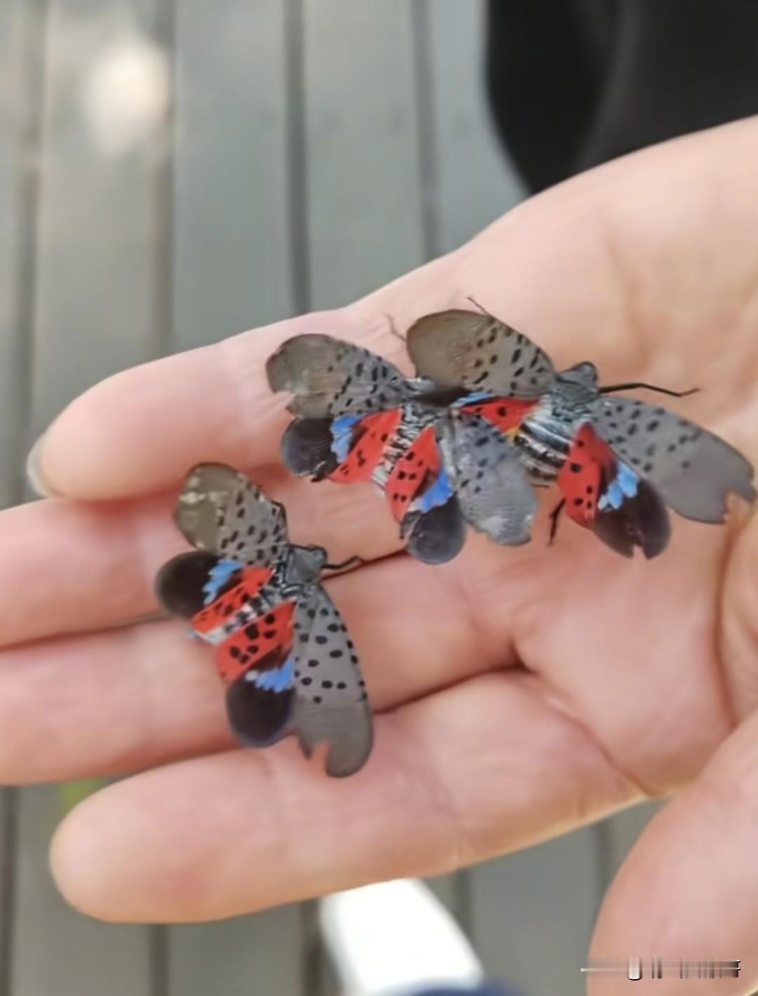 还有多人记得并说的出这个物种的名字？