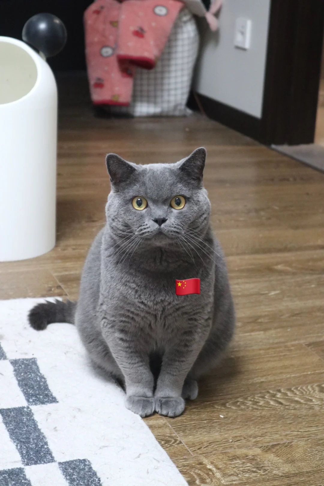 猫是英国猫，心是中国心🇨🇳