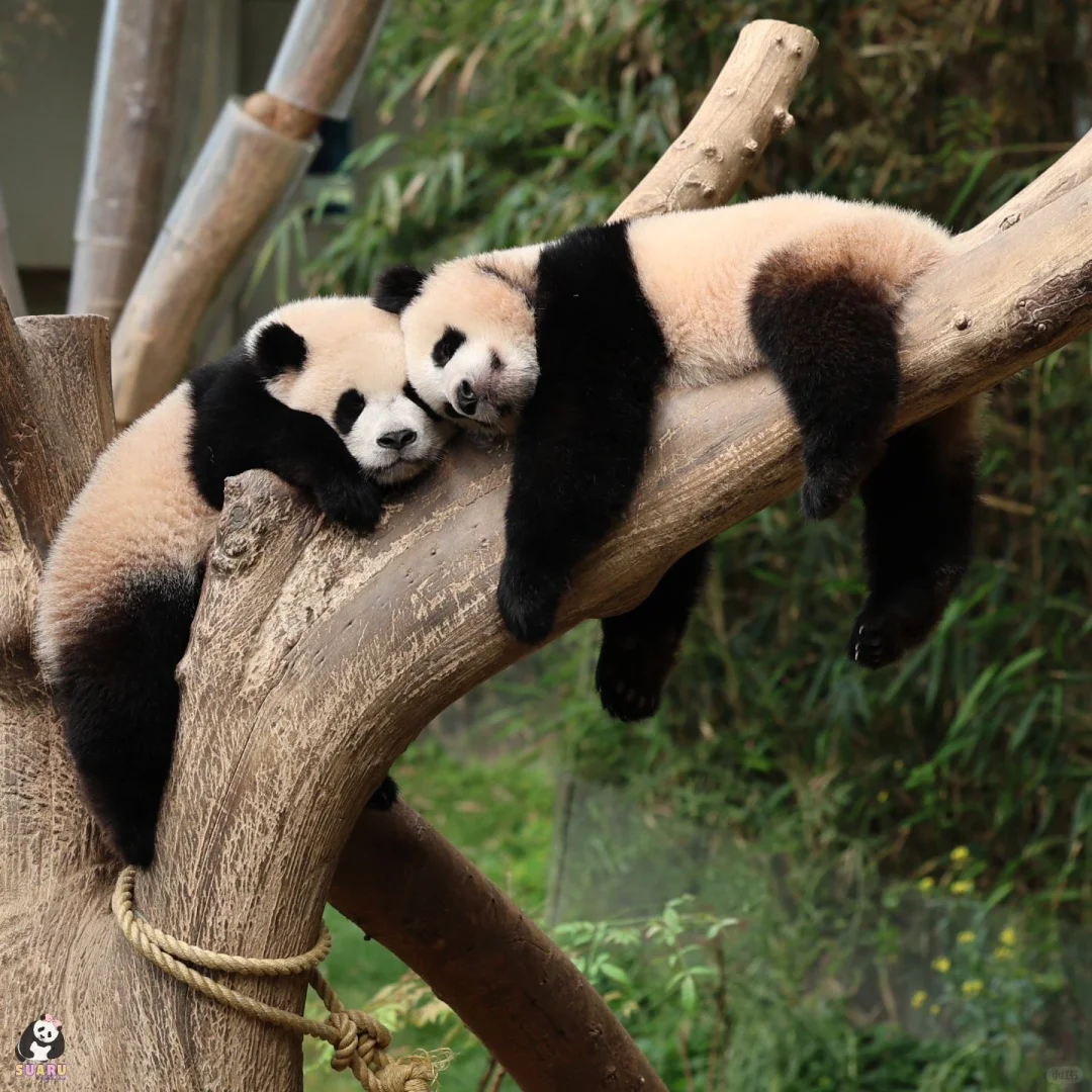 📷24.04.28 好可爱的睡姿呀💤