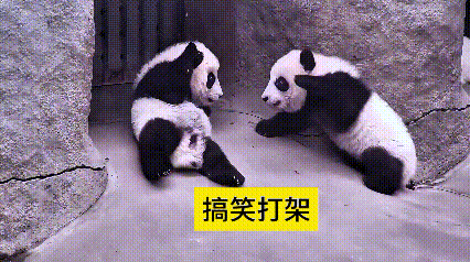 哎呀妈呀老铁们，瞅瞅这俩国宝小家伙，路都还没走利索呢，就在那嗷嗷掐架打闹。
软乎