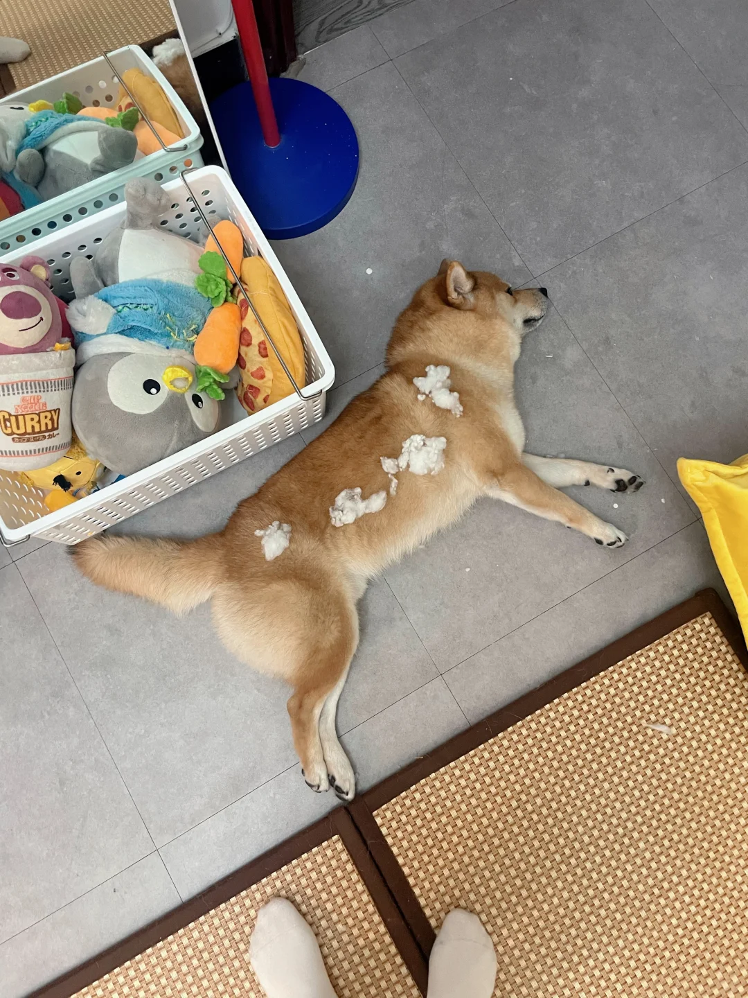 求助！毛绒玩具跑棉了怎么补🧸