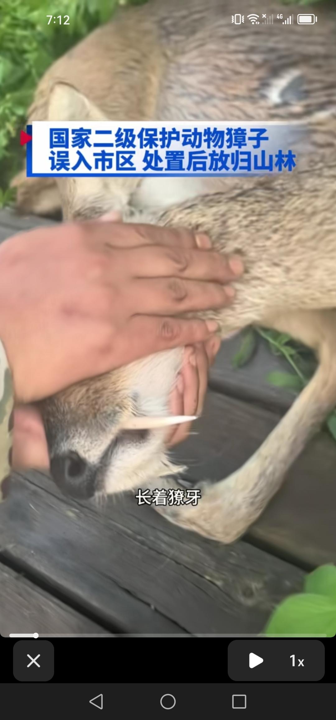 吉林市临江门附近现身国家二级保护动物野生獐子，这无疑彰显了当地环境正日益向好。