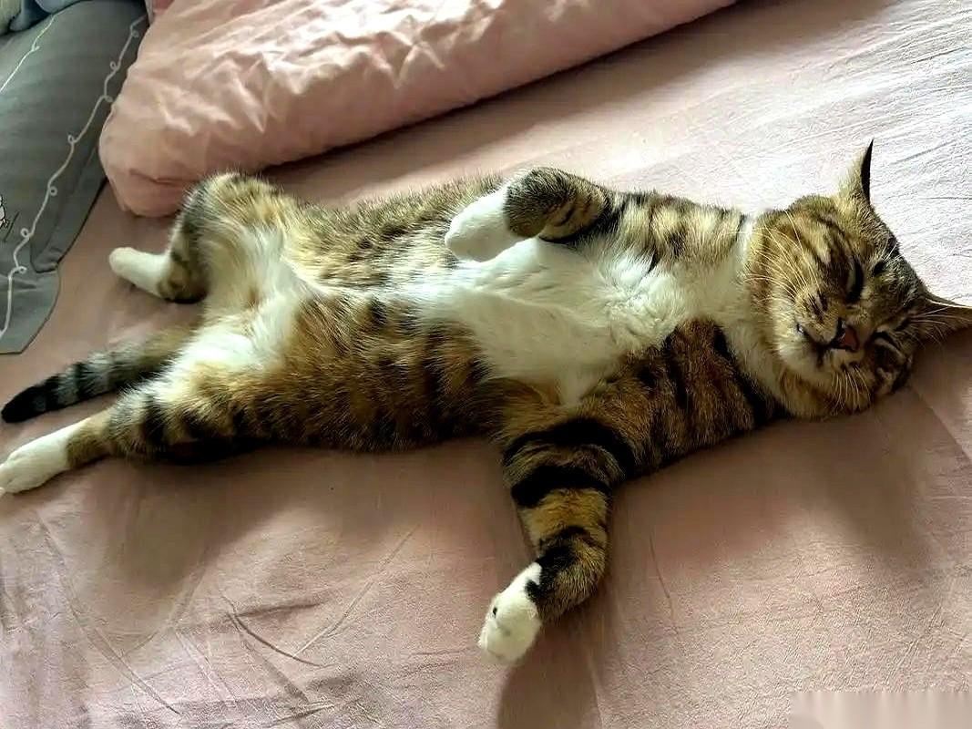 我感觉我被一只猫“pua”了。
不，说准确点。
是我们三户人家，被同一只猫，pu