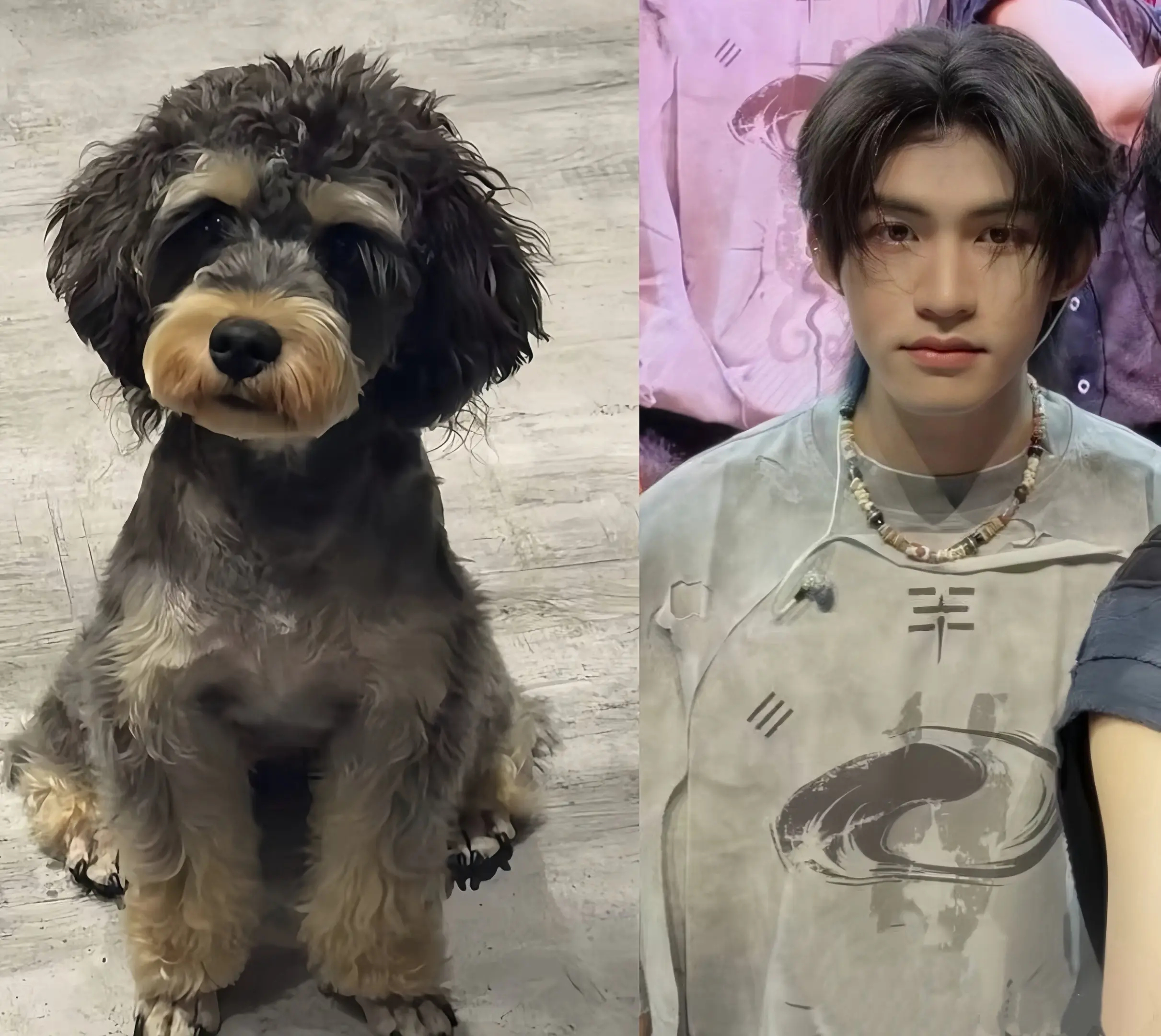 普普的两只呆萌小狗 ​​​