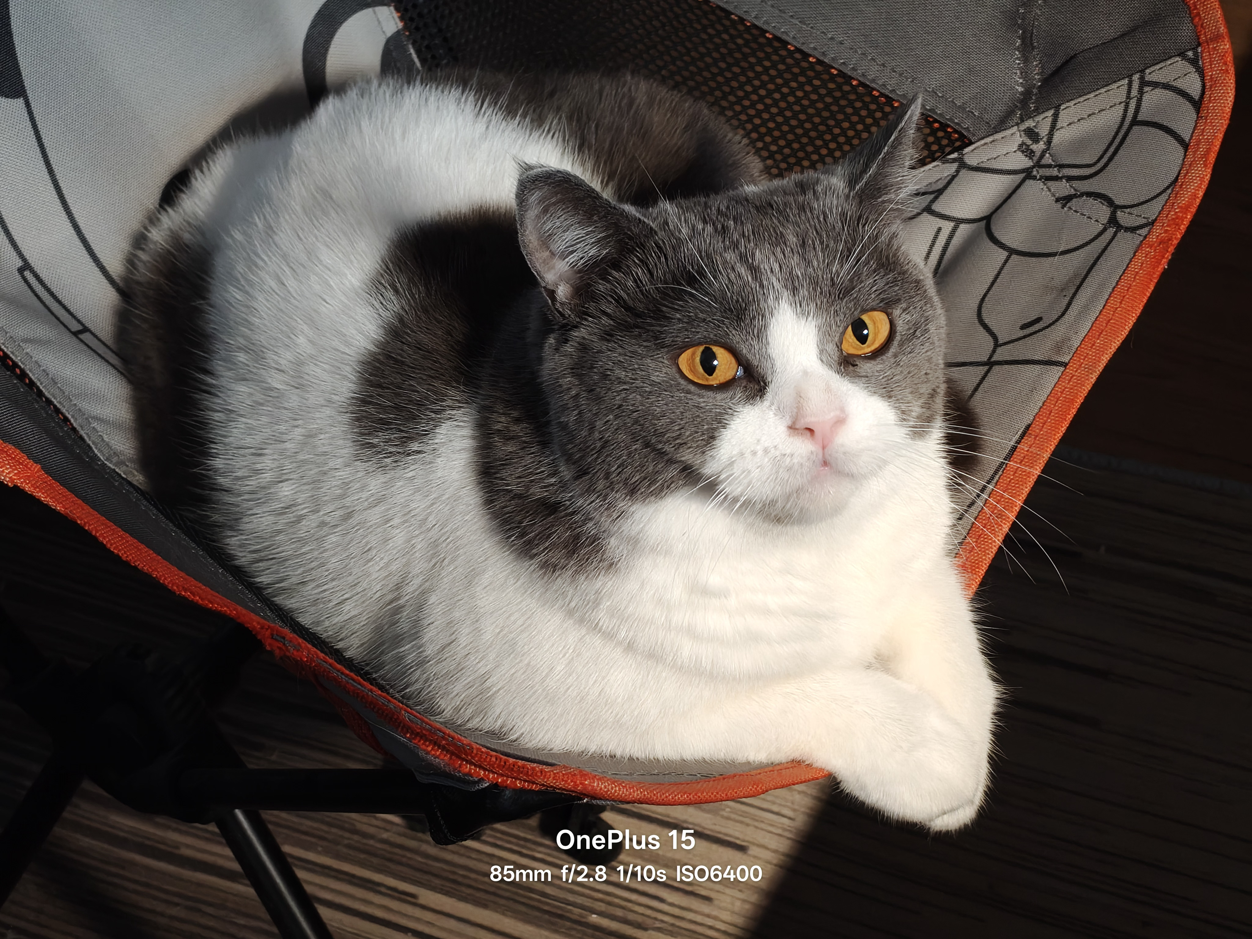 加班陪伴专员[喵喵] ​​​