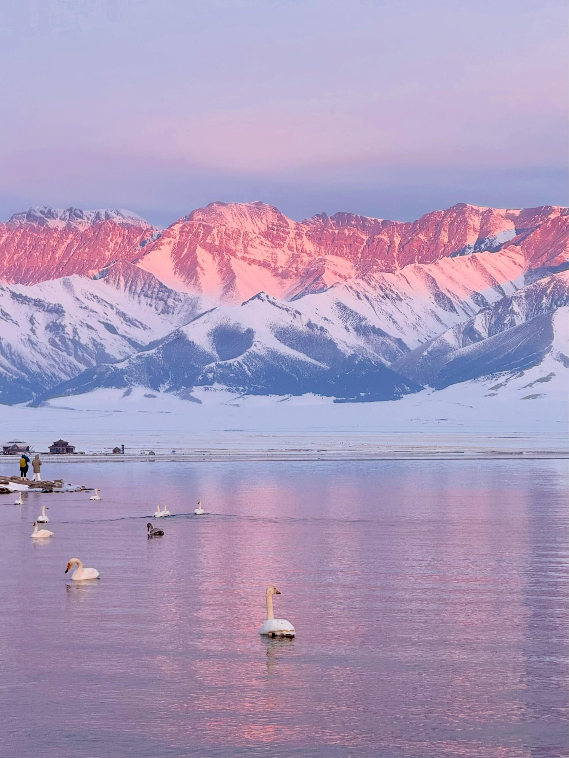 这是一场来自赛里木湖的粉色浪漫这是一场来自赛里木湖的粉色浪漫 