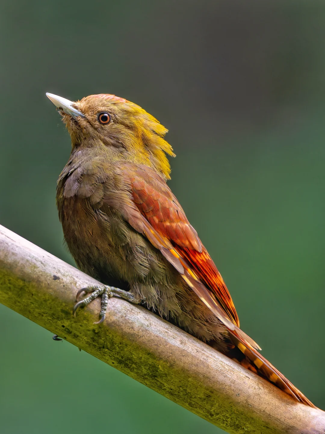 一人独享超近距离竹啄木鸟