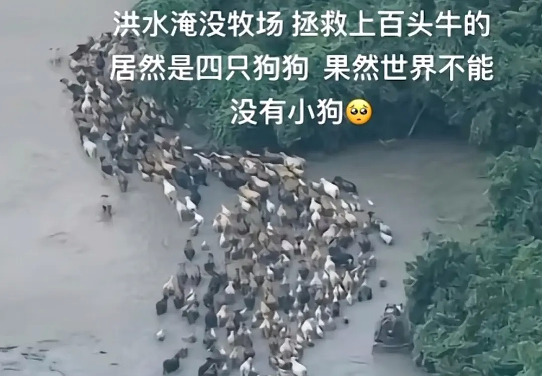 这个世界不能没有小狗！洪水淹没了牧场，人们自顾不暇，小🐶们脑袋都被淹没了，还排