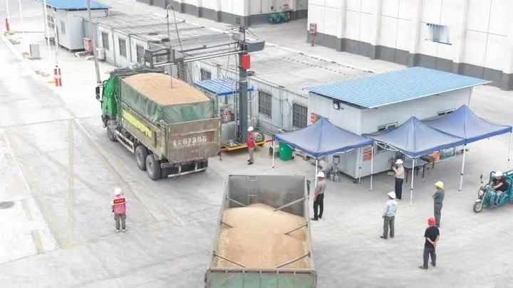 宝应夏粮收购收官，29.86万吨小麦入库
今年夏粮收购，宝应34个国有网点开秤收