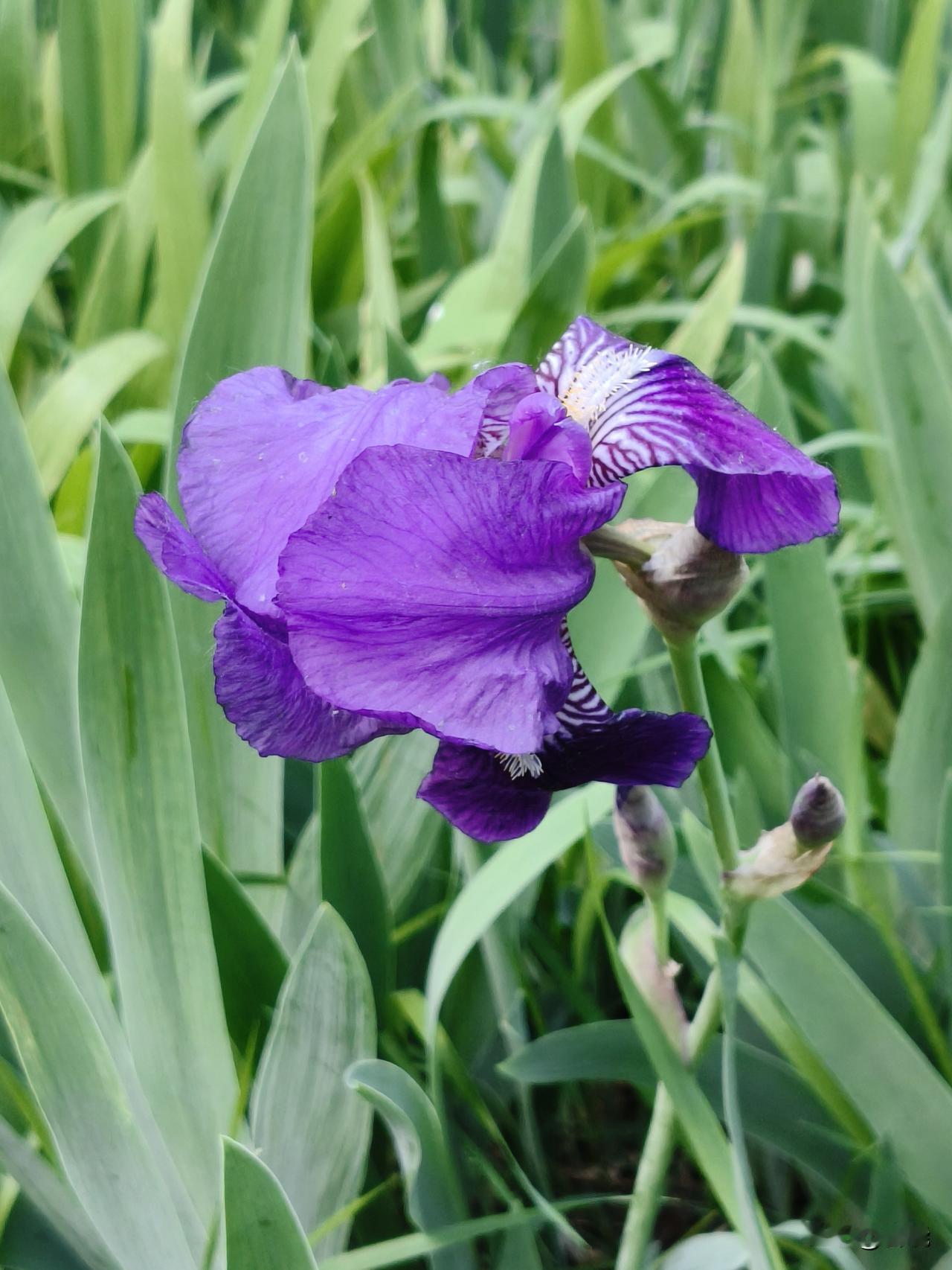 ＃每日赏花＃
紫鸢花（紫色鸢尾花）
今日邂逅紫鸢，美意直抵心间！
它身形修长挺拔