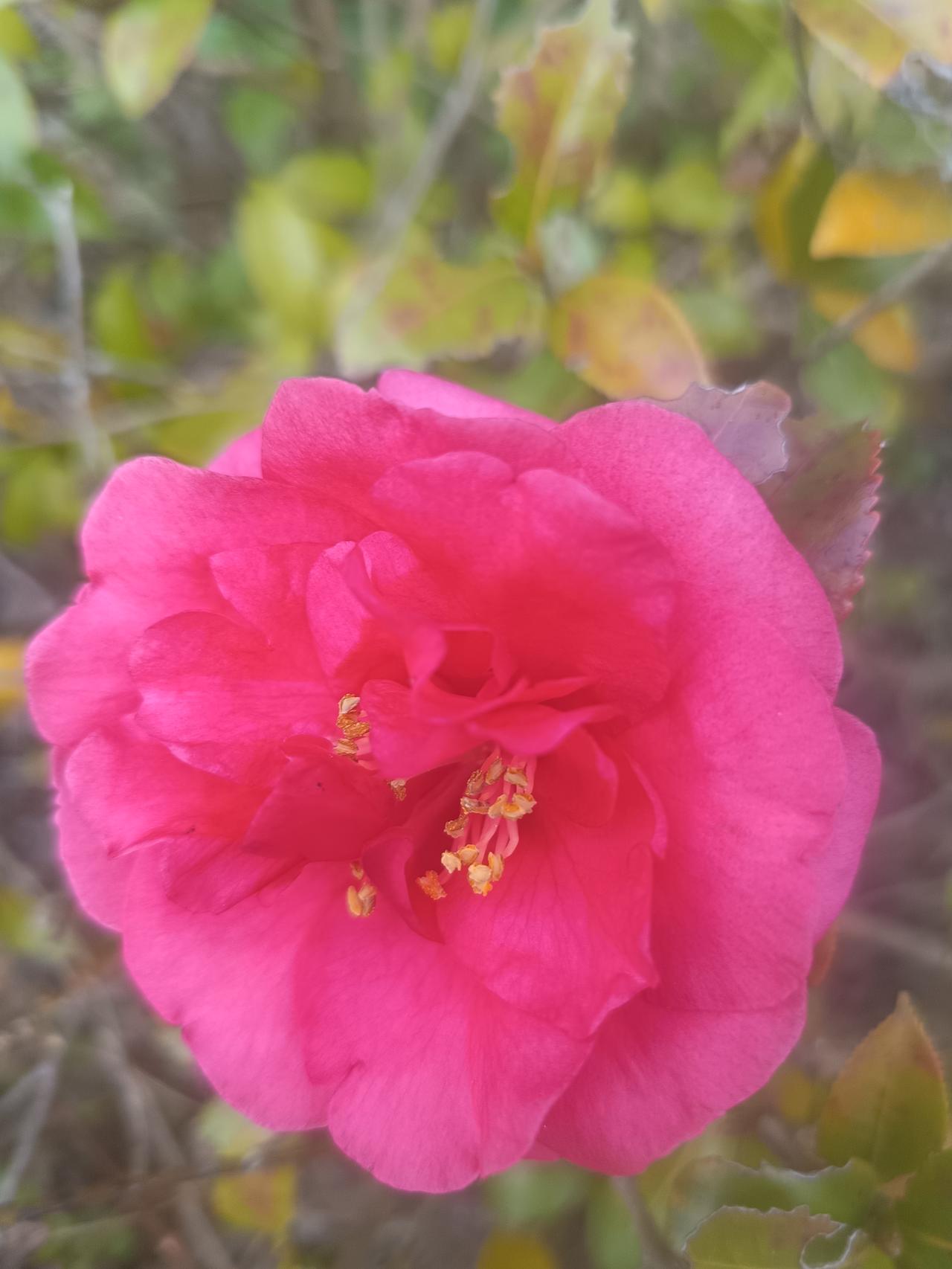 傍晚散步时，我在公园一角邂逅了这朵山茶花。
 
它像一团燃烧的绯云，绽放在略带萧