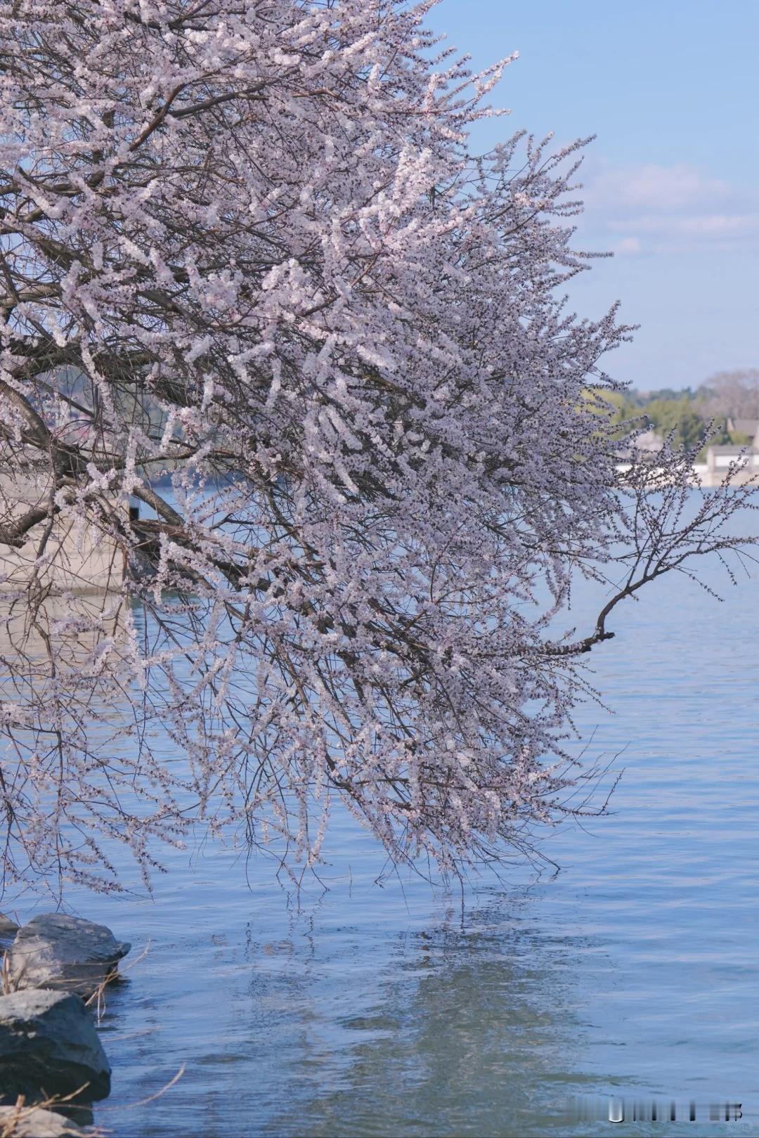 🌸【颐和园西堤桃花封神级打卡攻略】错过等一年‼️
🔥 乾隆爷的江南梦照进现实