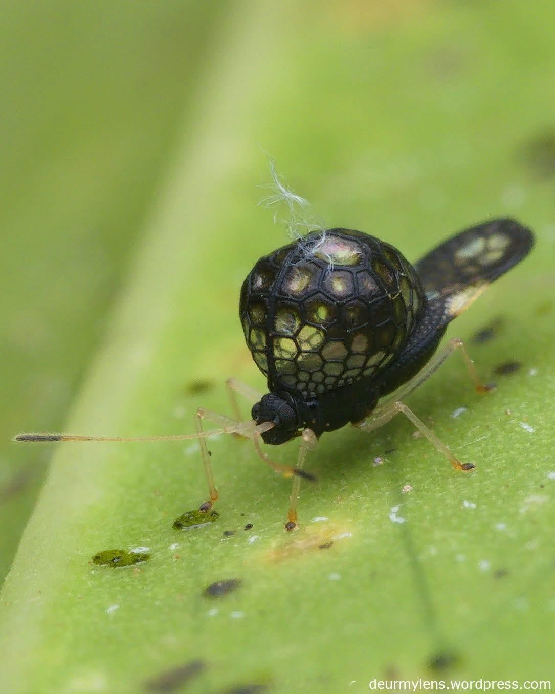 昆士兰的一种球形网蝽©Herman Moller 