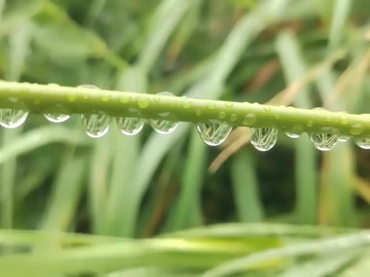 应是天仙狂醉，乱把白云揉碎。小雪李白