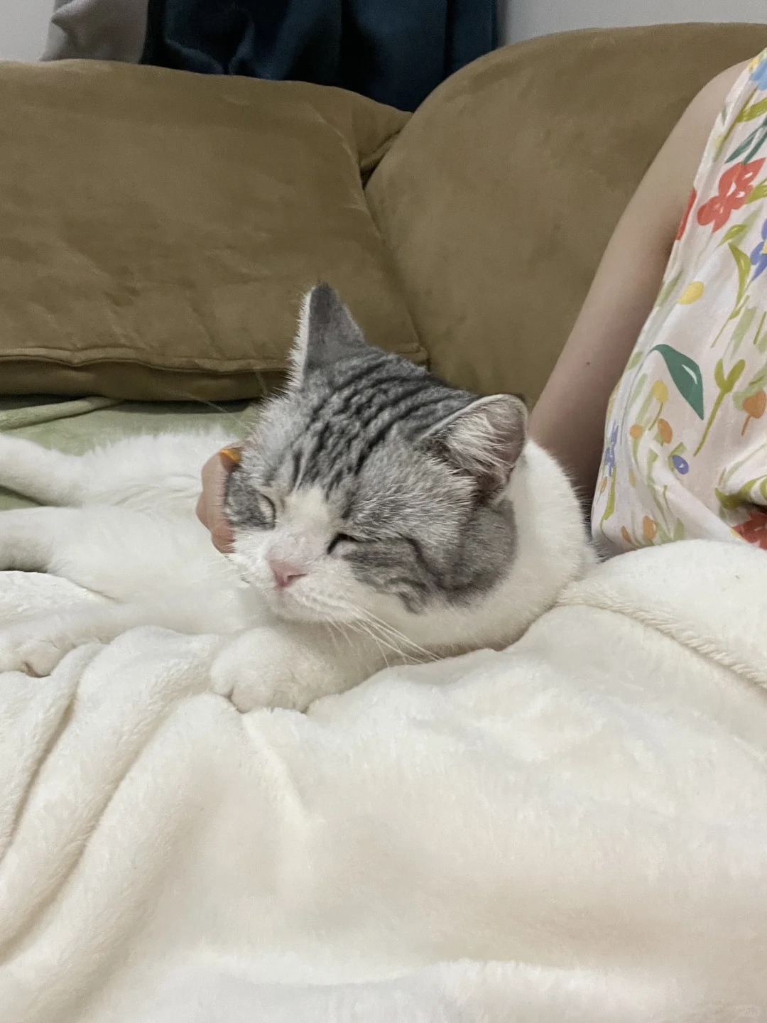 挨着妈妈的香软小猫～