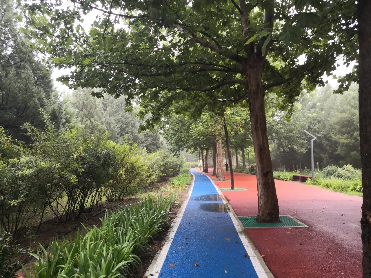 早晨刚下过一场小雨，慢跑在公园的塑胶跑道上，觉得空气异常潮湿，仿佛挤得出水，夏季