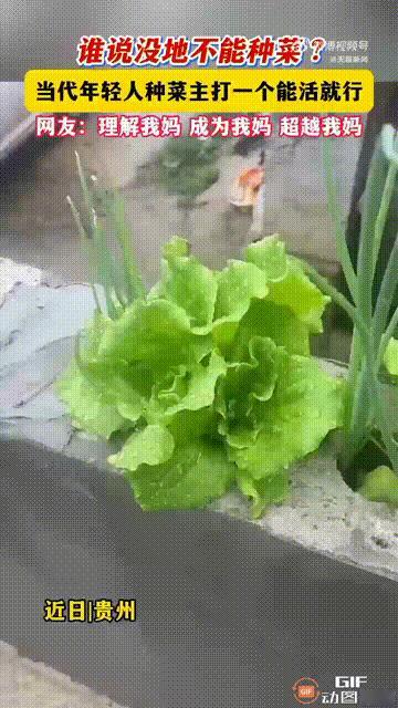 贵州一名女子一直想自己种菜，但由于没有土地让她大展身手，于是她便在妈妈的启发下，