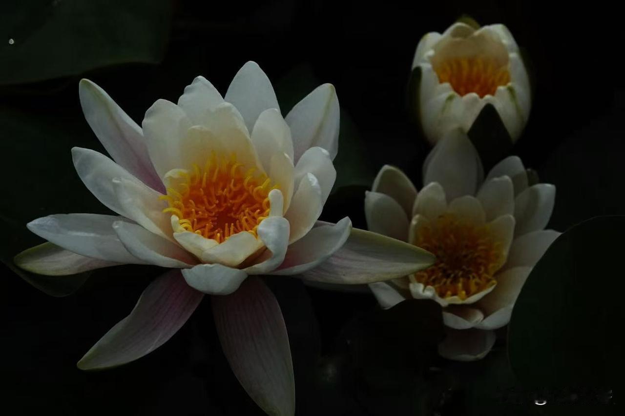 前天发了一组睡莲，有友友说喜欢白色的莲花，正好上周拍过一组白莲花，就发出来让各位