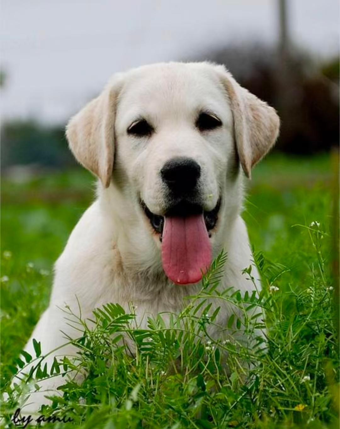 “一条狗引发的血案！”山西长治，男子因为儿子被狗咬了，将狗摔死。结果狗主人带一群