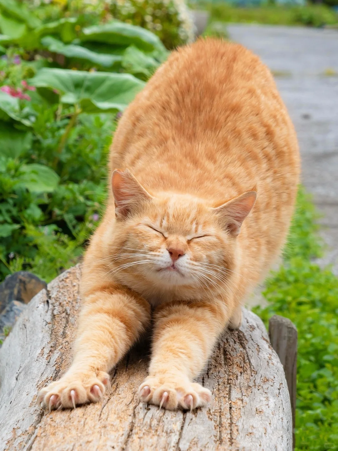 非常标准的猫式伸展