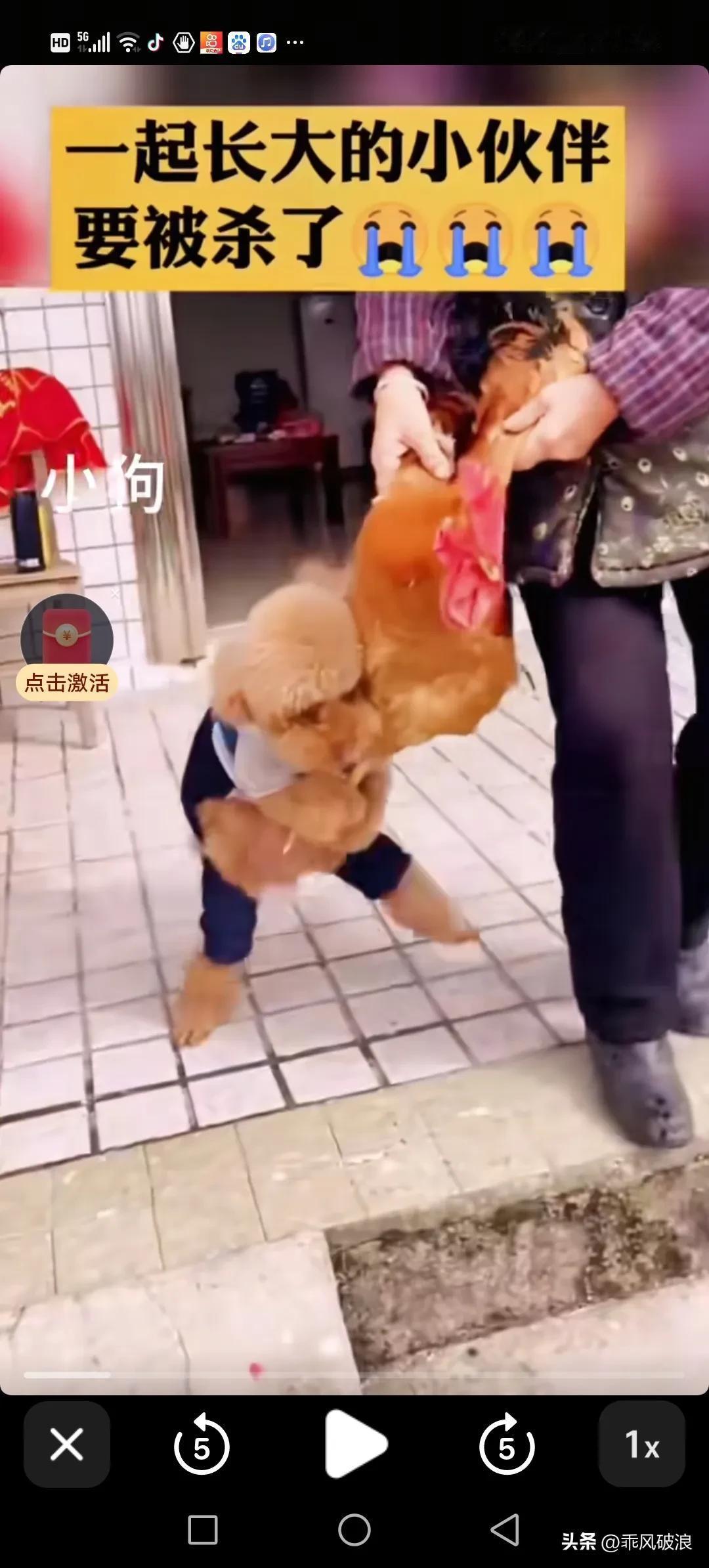 主人婆婆要杀掉和小泰迪一起长大的公鸡，泰迪及力阻拦，抱着公鸡腿不放手，并鸣鸣咽喉