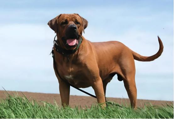 恶犬扑来，第一反应若是抬脚去踢，往往最危险。训狗师傅提醒：踢打只会激怒疯狗，让它