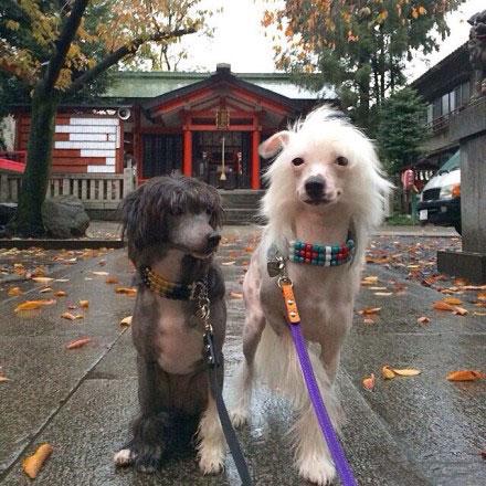 曾被评为世界最丑狗的中国冠毛犬，丑帅丑帅的。哈哈哈，就是这么任性，发型酷酷哒。