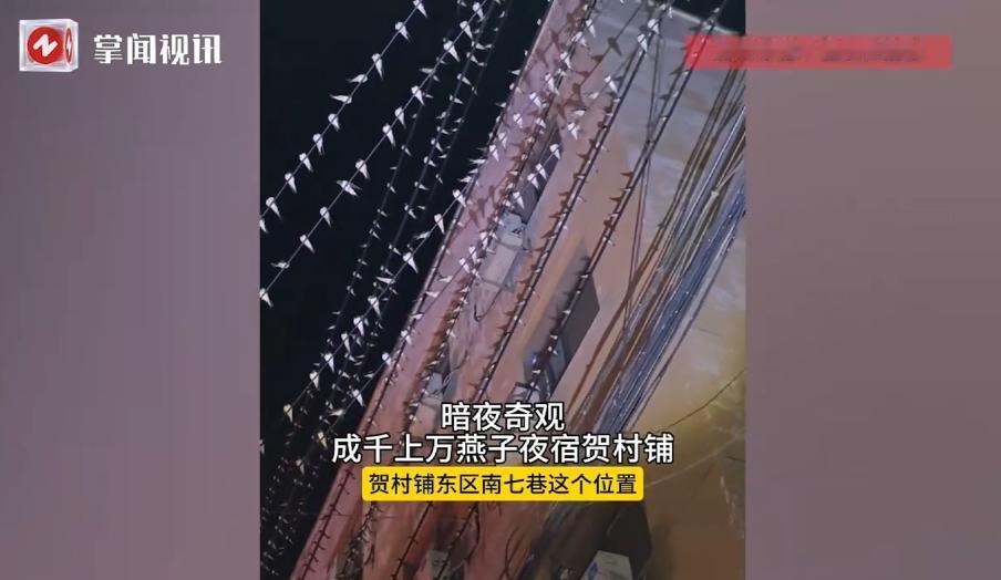 “活久见！”7月31日，山西运城，一巷子里上飞来了上万的燕子，它们扎堆在电线杆上