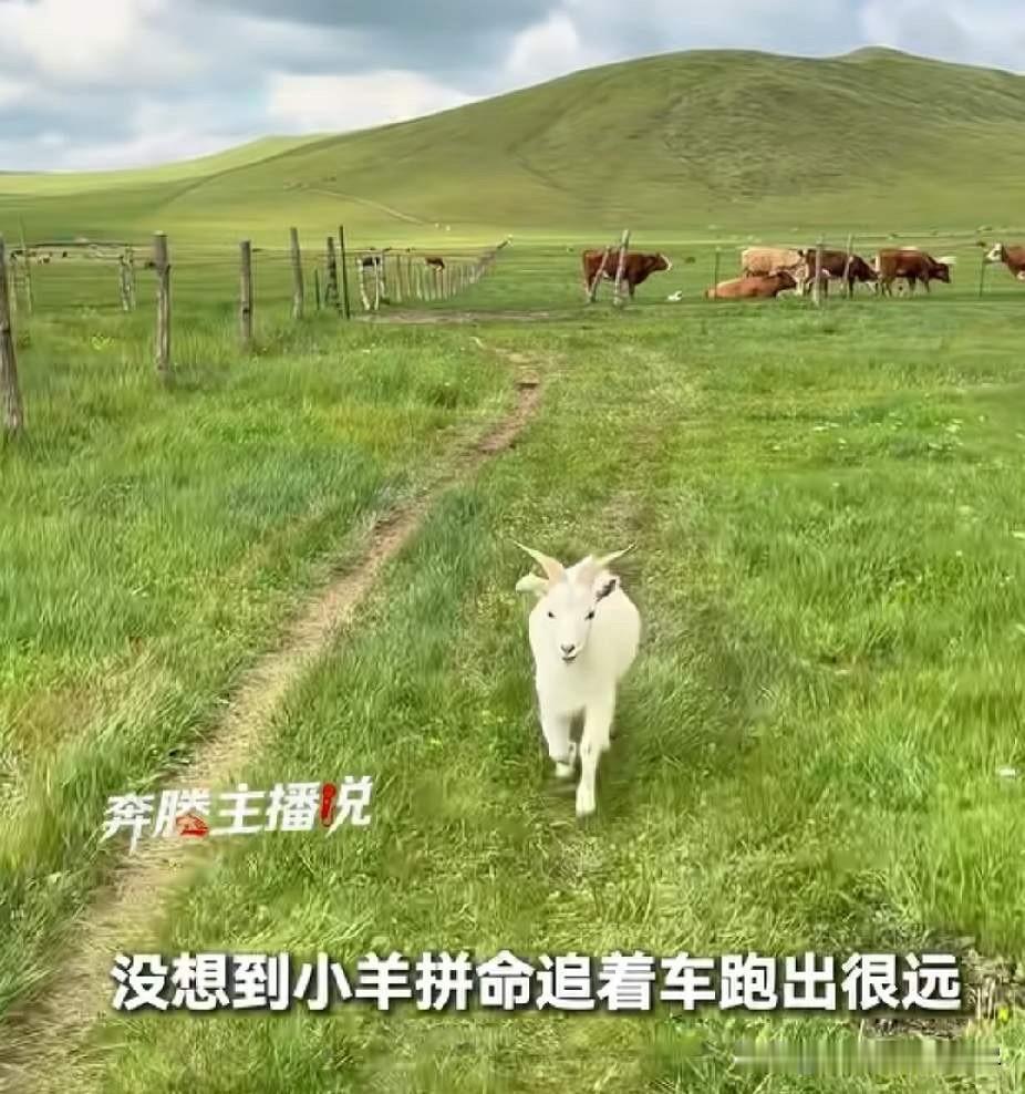 大家觉得有没有一种可能，就是这只内蒙古小羊当时之所以追小姐姐，其实就是想跟这位小
