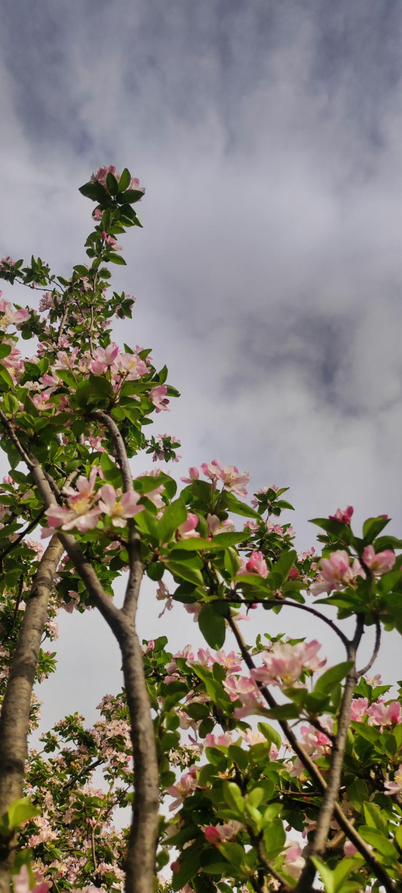 海棠依旧 海棠花未眠